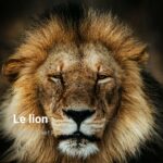 Le lion